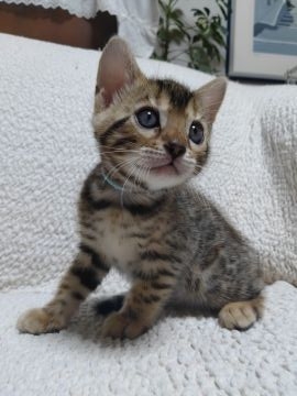 ベンガル【埼玉県・女の子・2021年6月25日・ブラウンスポテットタビー（シルキータッチ）】の写真「ベンガルでしか見れない綺麗なスポット柄」