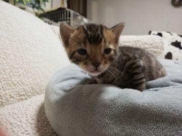 ベンガル【埼玉県・男の子・2020年12月24日・ブラウンスポテットタビー(ロゼット)（シルキータッチ＆ゴールド）】の写真「綺麗なロゼット模様が全身に出ています。」