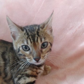 ベンガル【埼玉県・男の子・2023年4月1日・ブラウンスポテットタビー（ロゼット&シルキータッチ）】の写真「ラストサマーセール開催します!！」