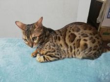 ベンガル【・男の子・2020年8月8日・ブラウンスポテットタビー】