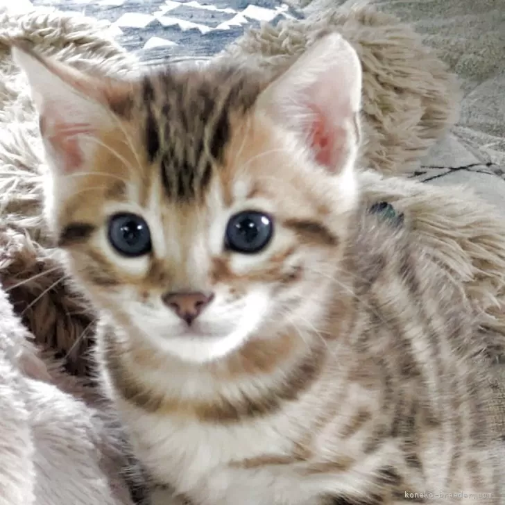 ベンガル【埼玉県・男の子・2025年9月21日・ブラウンスポテットタビー(ロゼット)】の写真1