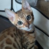 ベンガル