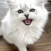 ペルシャ(チンチラ)