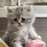 ペルシャ(チンチラ)【栃木県・女の子・2025年6月30日・ブルーチンチラゴールデン】の写真8