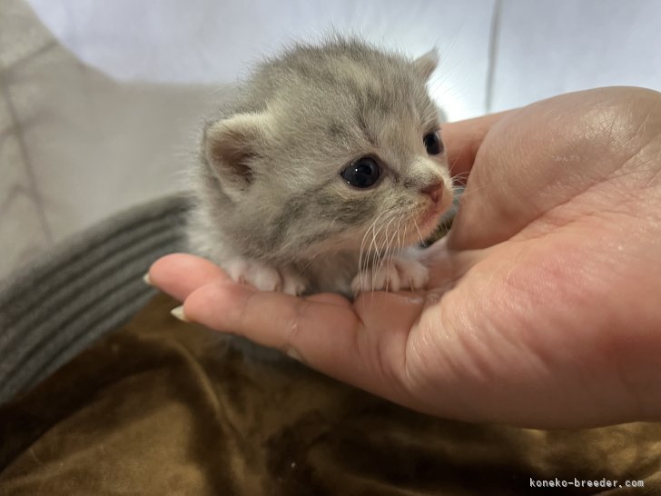 ブルークリーム&ホワイトのスコティッシュの子猫さん｜三角　千津子(みすみ　ちづこ)ブリーダー(千葉県・スコティッシュストレートなど・ICC登録)の紹介写真1