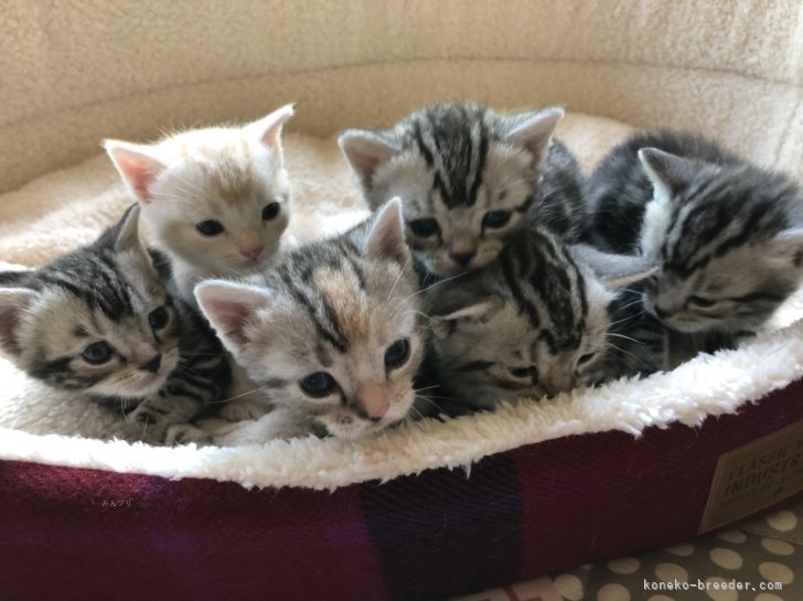 アメショー子猫さん｜三角　千津子(みすみ　ちづこ)ブリーダー(千葉県・スコティッシュフォールドなど・ICC登録)の紹介写真3