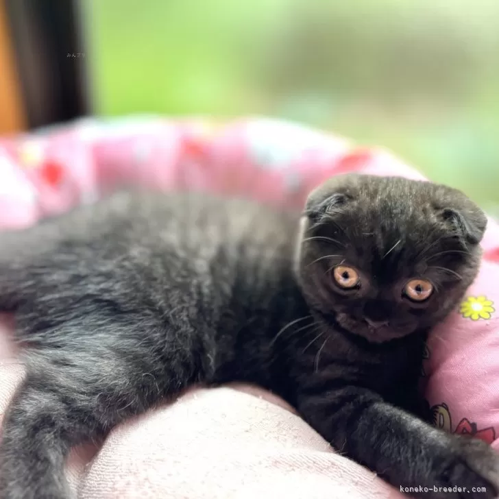 ID：2407-02630の子猫