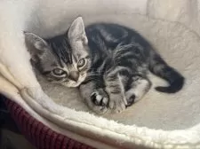 アメリカンショートヘア【千葉県・女の子・2024年12月16日・ブラックスモークタビー】の写真10