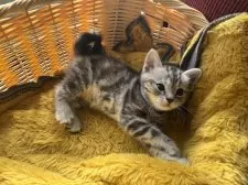 アメリカンショートヘア【千葉県・女の子・2024年11月20日・シルバーパッチドタビー】の写真11