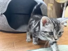 アメリカンショートヘア【千葉県・女の子・2025年9月9日・シルバータビー】の写真12