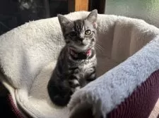 アメリカンショートヘア【千葉県・女の子・2024年12月16日・ブラックスモークタビー】の写真13