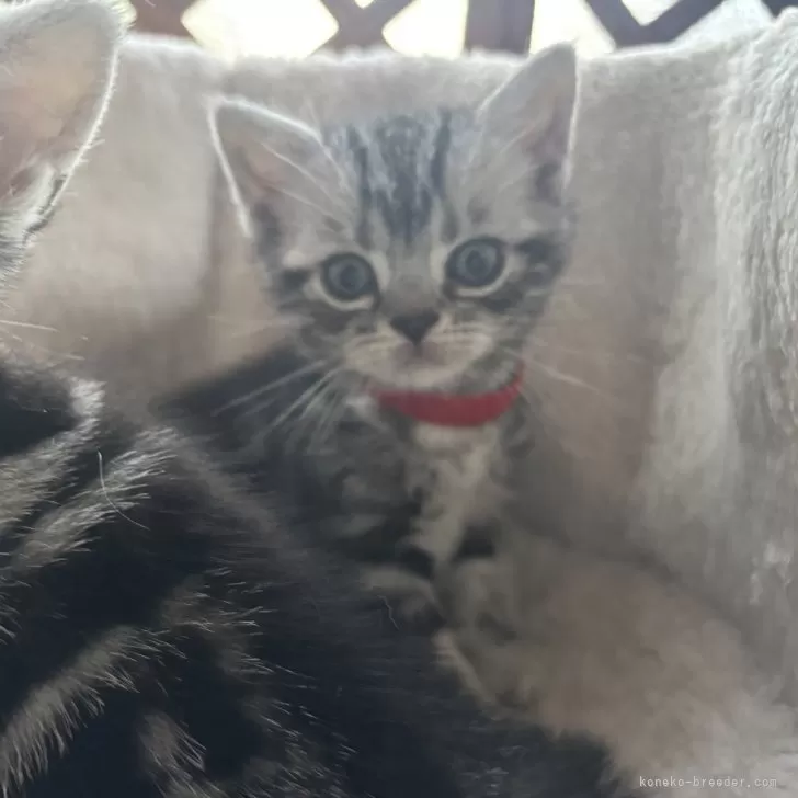 ID:2501-01080の子猫