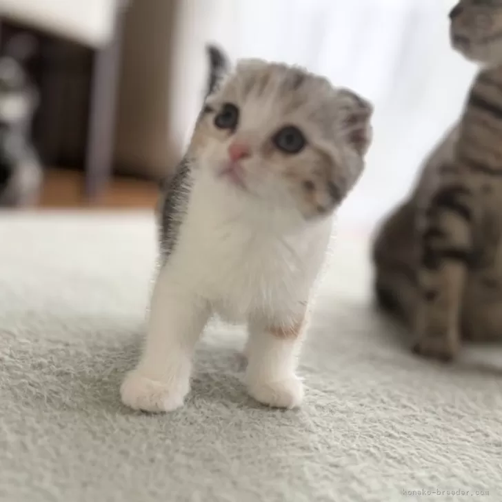 ID：2508-03130の子猫