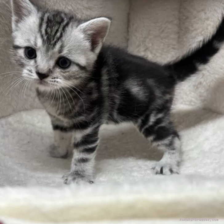 ID：2412-01976の子猫