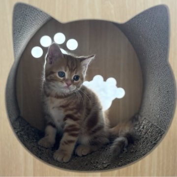 スコティッシュフォールド(立ち耳)【千葉県・男の子・2025年7月14日・レッドタビー】の写真「首を傾げる仕草が可愛い😍元気な男の子」
