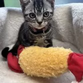 アメリカンショートヘア【千葉県・女の子・2024年12月16日・ブラックスモークタビー】の写真1