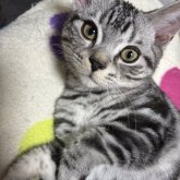 アメリカンショートヘア