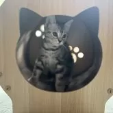 アメリカンショートヘア【千葉県・女の子・2024年11月20日・シルバーパッチドタビー】の写真1「甘えん坊さんでいつもくっついて寝ています🥰」