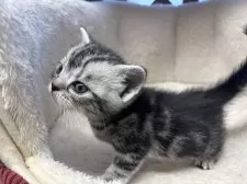 アメリカンショートヘア【千葉県・女の子・2024年12月16日・シルバータビー】の写真2「お目目まん丸で可愛いです😍」