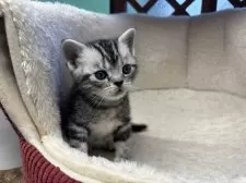 アメリカンショートヘア【千葉県・女の子・2024年12月16日・シルバータビー】の写真4