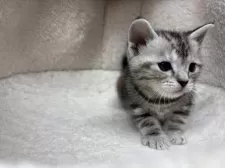 アメリカンショートヘア【千葉県・女の子・2024年11月20日・シルバーパッチドタビー】の写真4