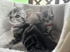 アメリカンショートヘア【千葉県・女の子・2024年12月16日・シルバータビー】の写真6「赤い首輪の子です」