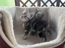 アメリカンショートヘア【千葉県・女の子・2024年12月16日・シルバータビー】の写真7