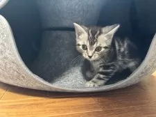 アメリカンショートヘア【千葉県・女の子・2025年9月9日・シルバータビー】の写真8