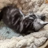 アメリカンショートヘア【千葉県・女の子・2025年10月30日・ブラックスモークタビー】の写真8