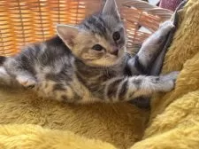 アメリカンショートヘア【千葉県・女の子・2024年11月20日・シルバーパッチドタビー】の写真9