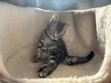 アメリカンショートヘア【千葉県・女の子・2024年12月16日・シルバータビー】の写真9