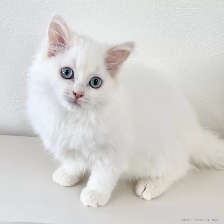 ID：2604-00337の子猫