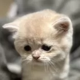 ブリティッシュショートヘア
