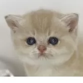 ブリティッシュショートヘア