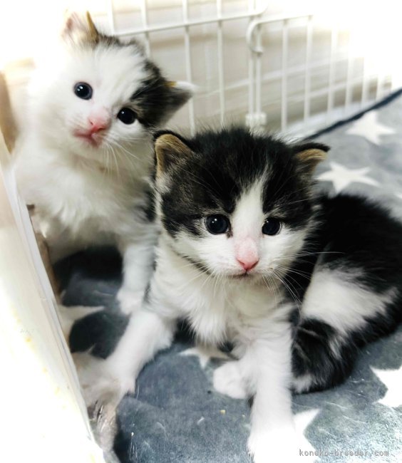 岡大一郎ブリーダーのブログ：僕たち仲良し2人兄弟♂です😸