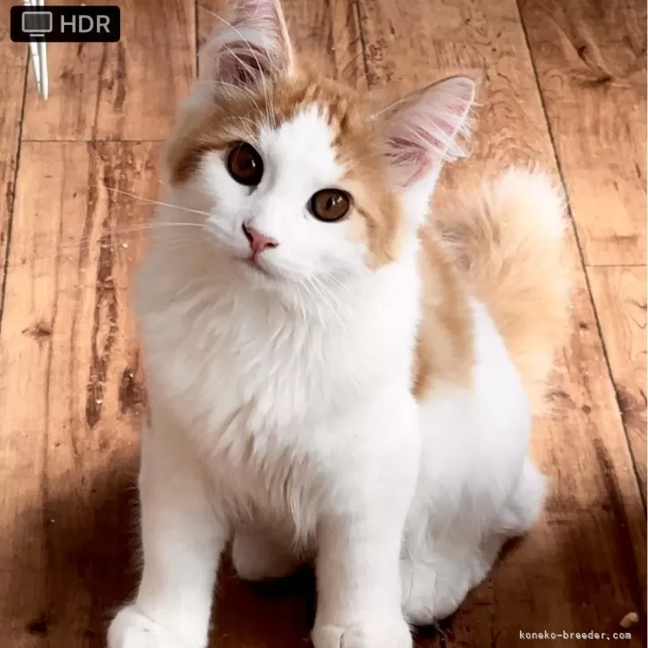 ID：2311-00304の子猫