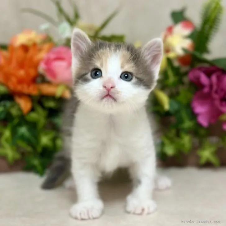 ID:2303-01390の子猫