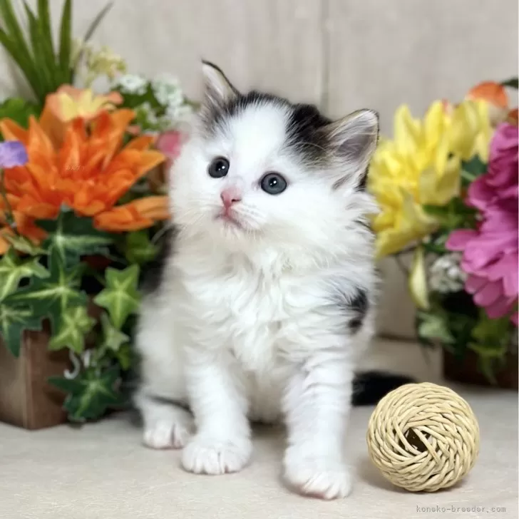 ID：2401-00962の子猫