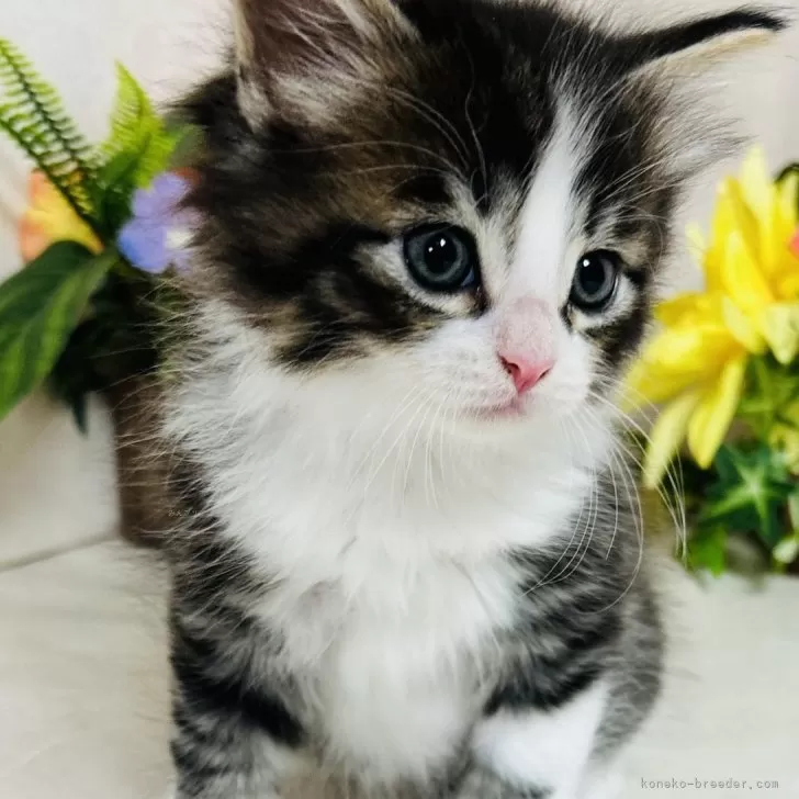 N.K 様のお迎えした子猫