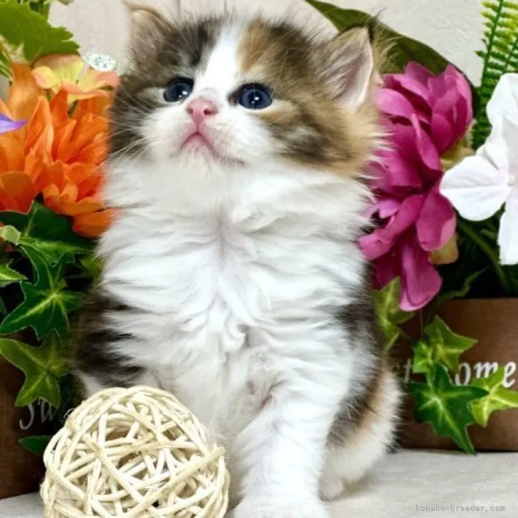 ID：2306-02472の子猫