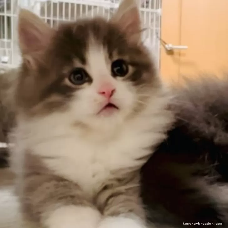 ID：2404-01854の子猫