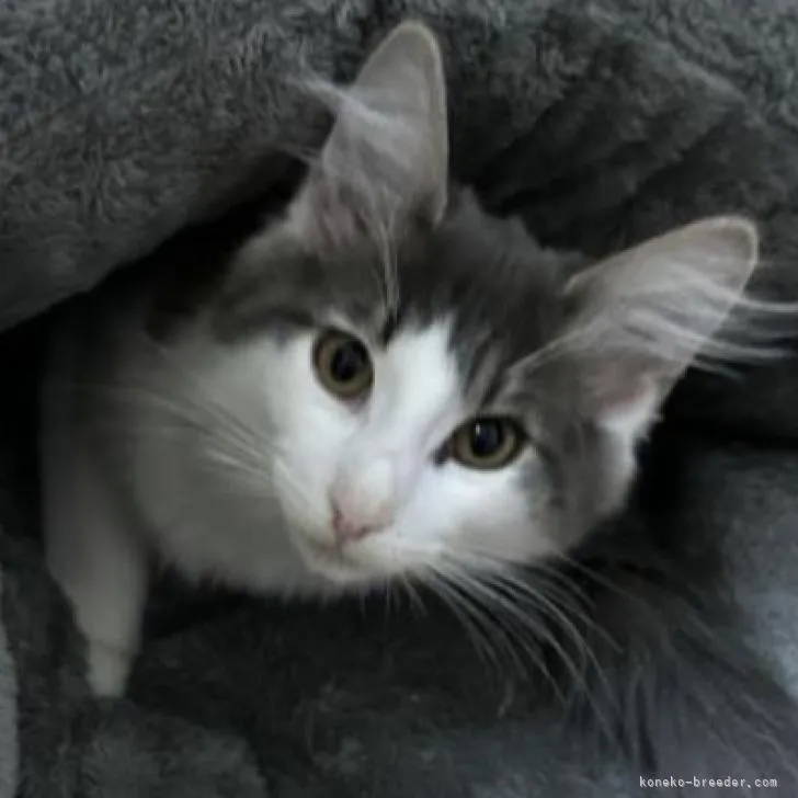 ID：2211-00969の子猫