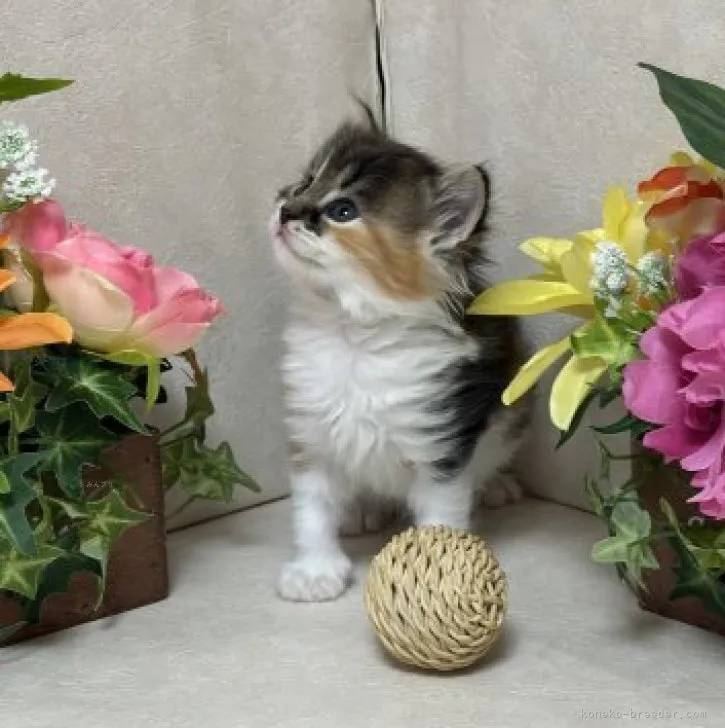 ID:2311-00300の子猫