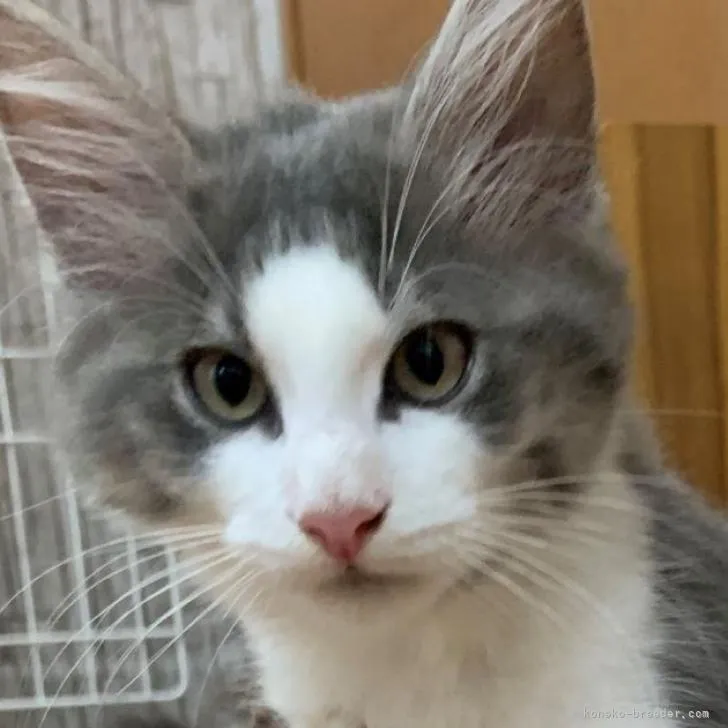 ID：2208-00263の子猫