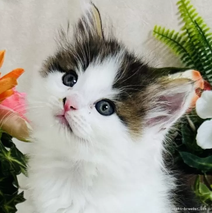 ID：2412-01110の子猫