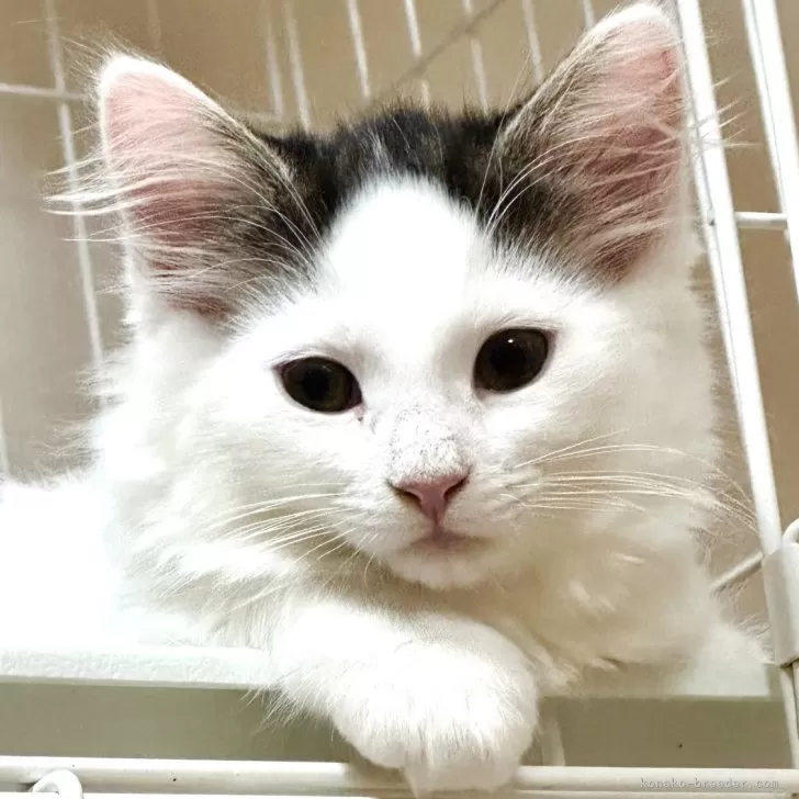 ID：2401-01074の子猫