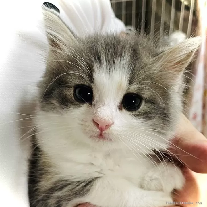 ID：2409-01424の子猫
