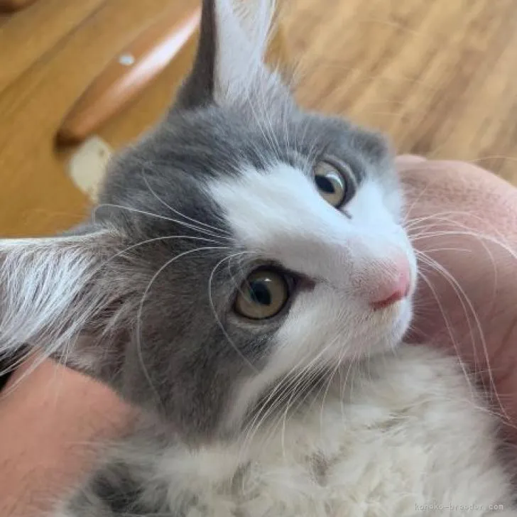 ID:2208-00262の子猫
