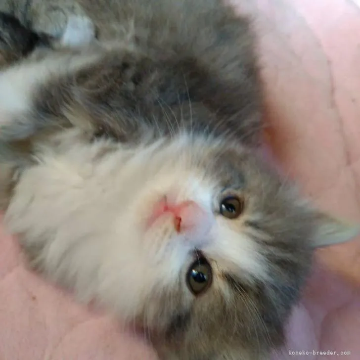 ID:2212-00796の子猫