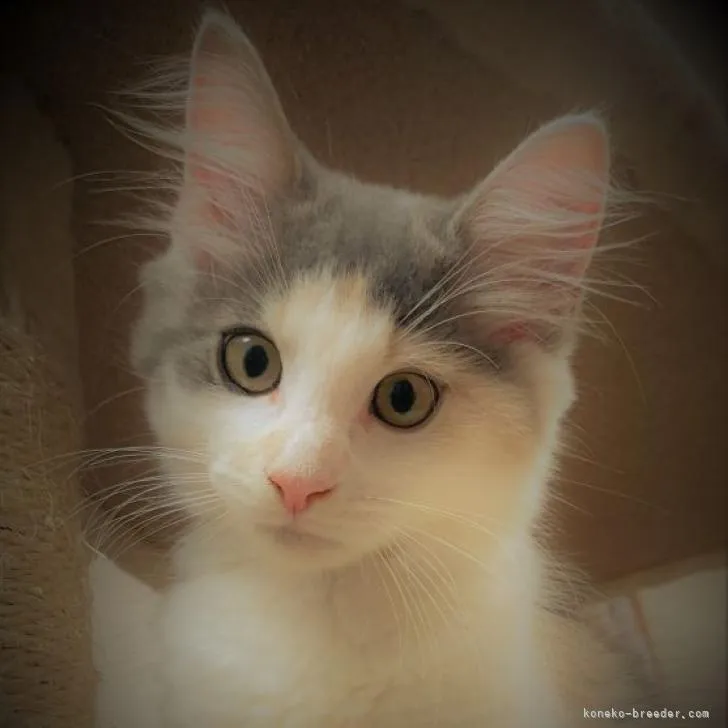 ID：2208-00259の子猫